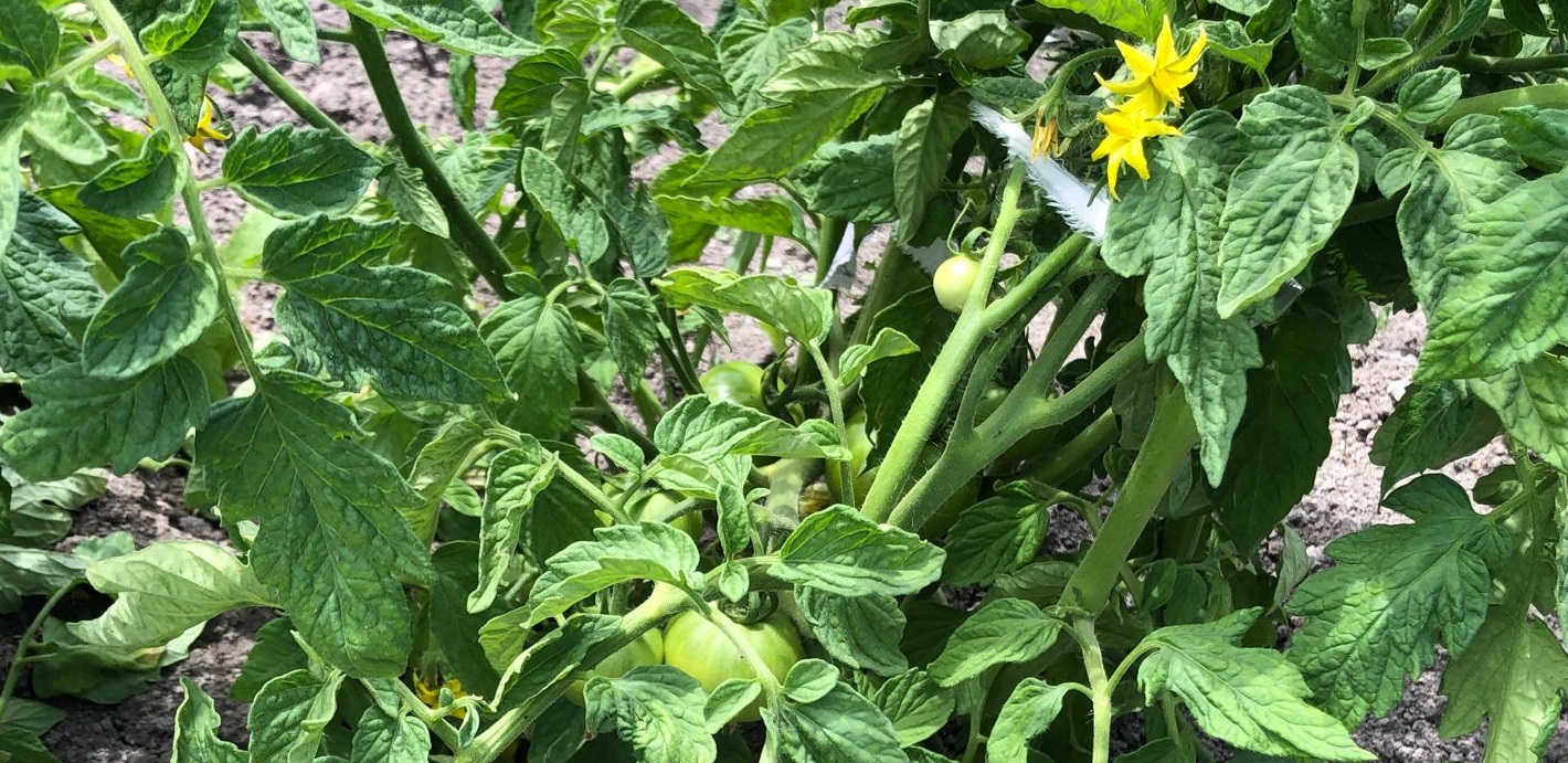 Increderea in bunatate